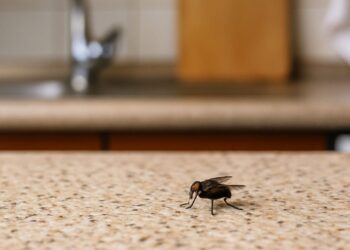 Moscas na cozinha? veja 5 dicas que funcionam de verdade