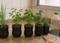 5 temperos que você pode plantar em casa usando garrafa PET